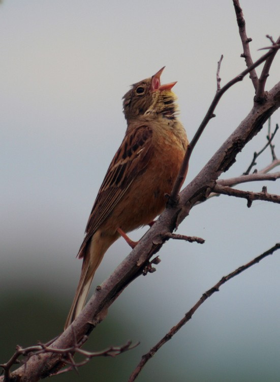 Природа Кавказа глазами биолога Андрэаса № 02 - Овсянка садовая (Emberiza hortulana).JPG