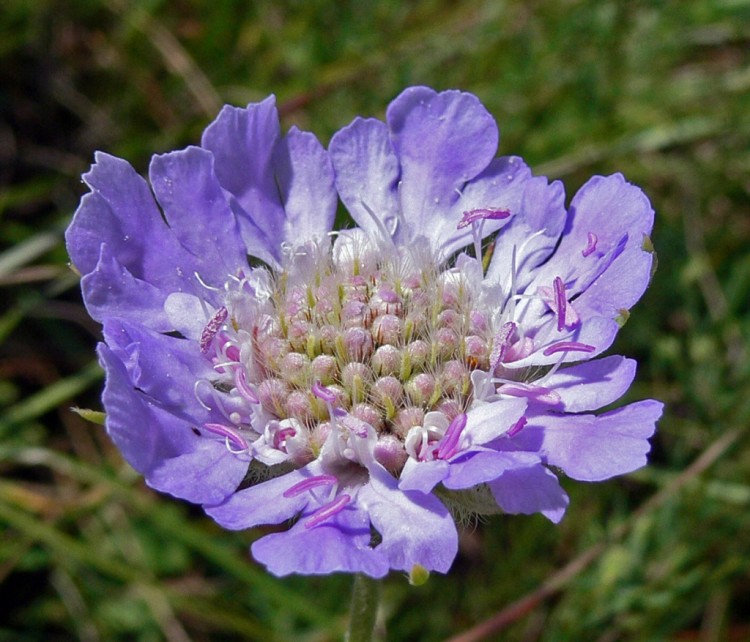 Природа Кавказа глазами биолога Андрэаса № 02 - Scabiosa caucasica Скабиоза кавказская.JPG