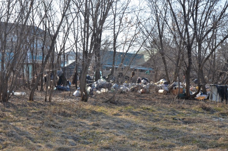 Свиньи живут не только в сараях. Свиньи есть всюду - DSC_4391.JPG