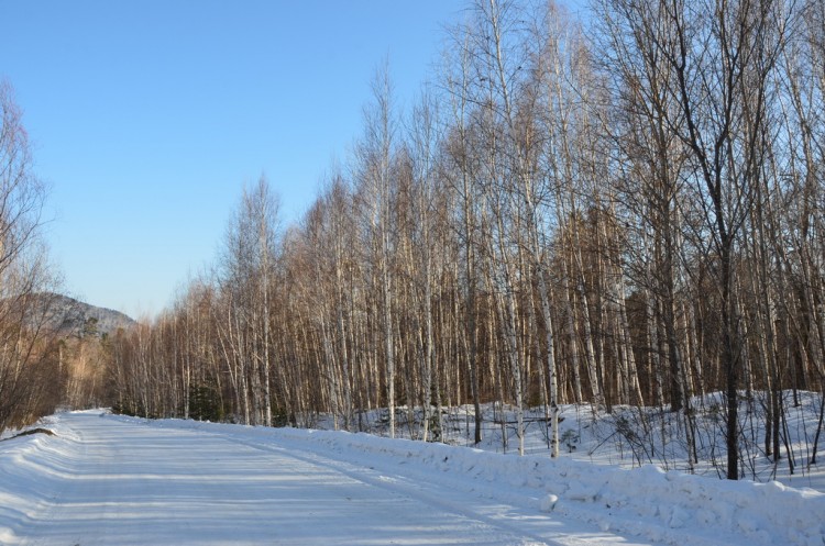 Там, где тигры живут. Едем к полосатым в гости. - DSC_0421