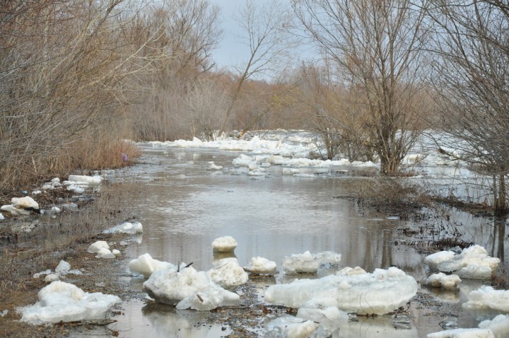 Весна-красна пришла в наши края. 2013 год - DSC_6839.JPG