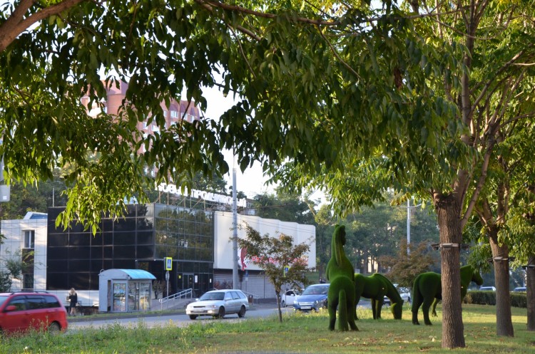 Владивосток, мосты, остров Русский, едем до ДВФУ - DSC_3779.JPG