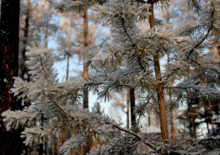 Вот и зима. Вот и зима. Это надолго? 2011 - 12 г.г. - 704910