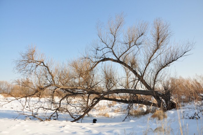 Вот и зима. Вот и зима. Это надолго? 2011 - 12 г.г. - DSC_1204.JPG