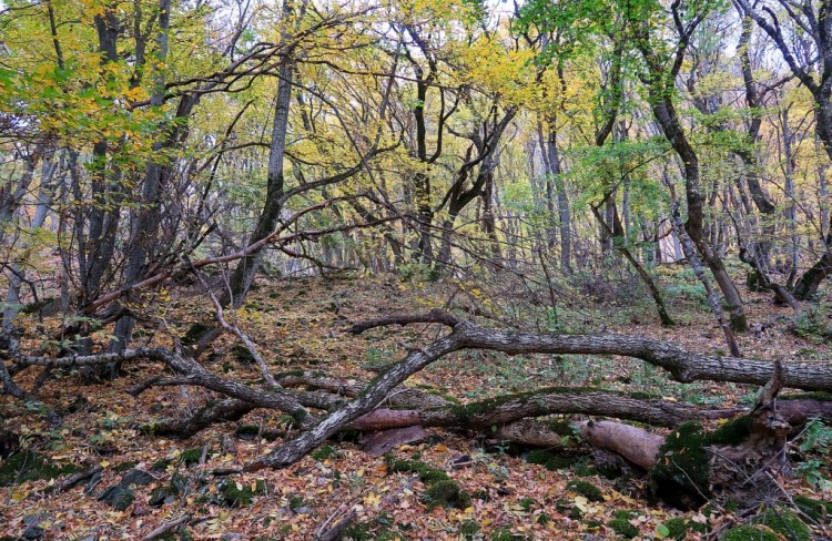 Вот зачем Осень всегда начинается со школьной линейки? - !!!IMG_9447