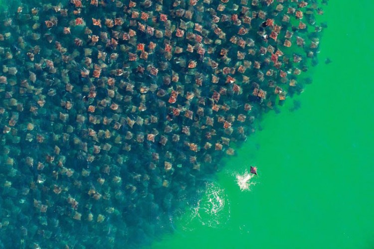 Впечатляющие фотографии 2012 года. Лучшее! - flight-of-the-devil-rays-huge-school-group-aerial-from-above[1]