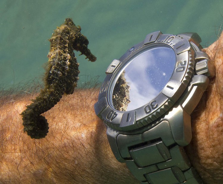 Впечатляющие фотографии 2012 года. Лучшее! - seahorse-checking-out-divers-watch-and-own-reflection-underwater[1]