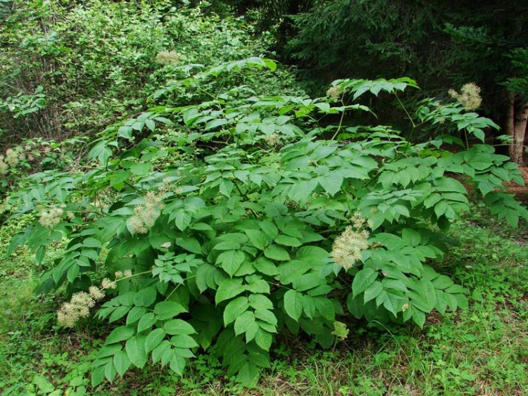 Все садовые деревья и кустарники. Список - aralia_2