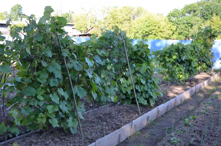 Выращиваем виноград на своём земельном участке - DSC_6693.JPG