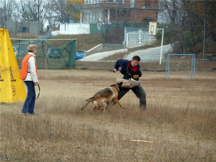 Выставка собак. Владивосток. Закрытие. Шаннезз - bf2f5c58c3e5