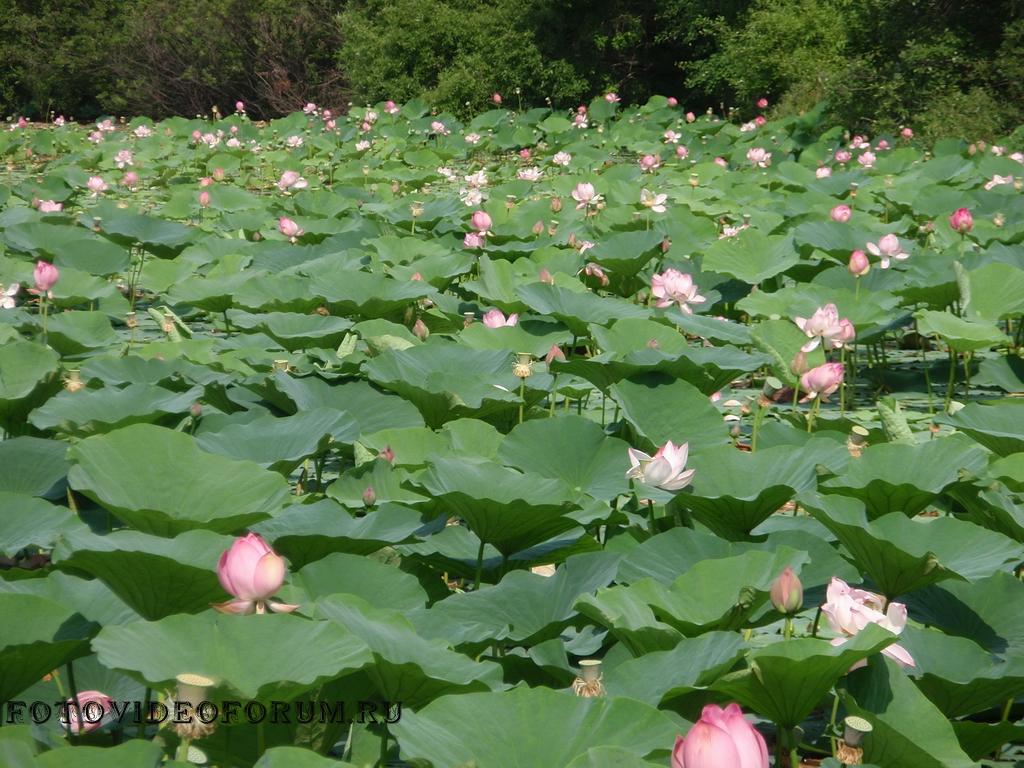 Погода в п кировском приморском крае. Поселок Кировский Приморский край.