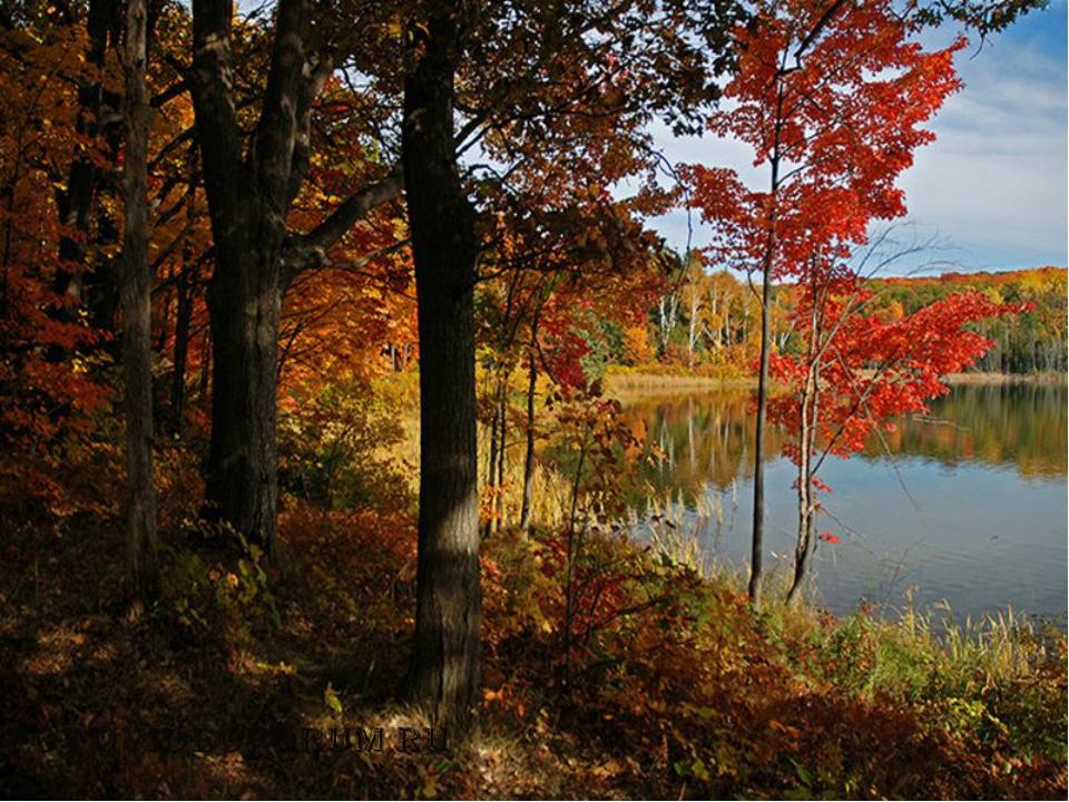 Осенний лес очень красивые. Осенний лес. Красивая осень. Осень в лесу. Осень фото.