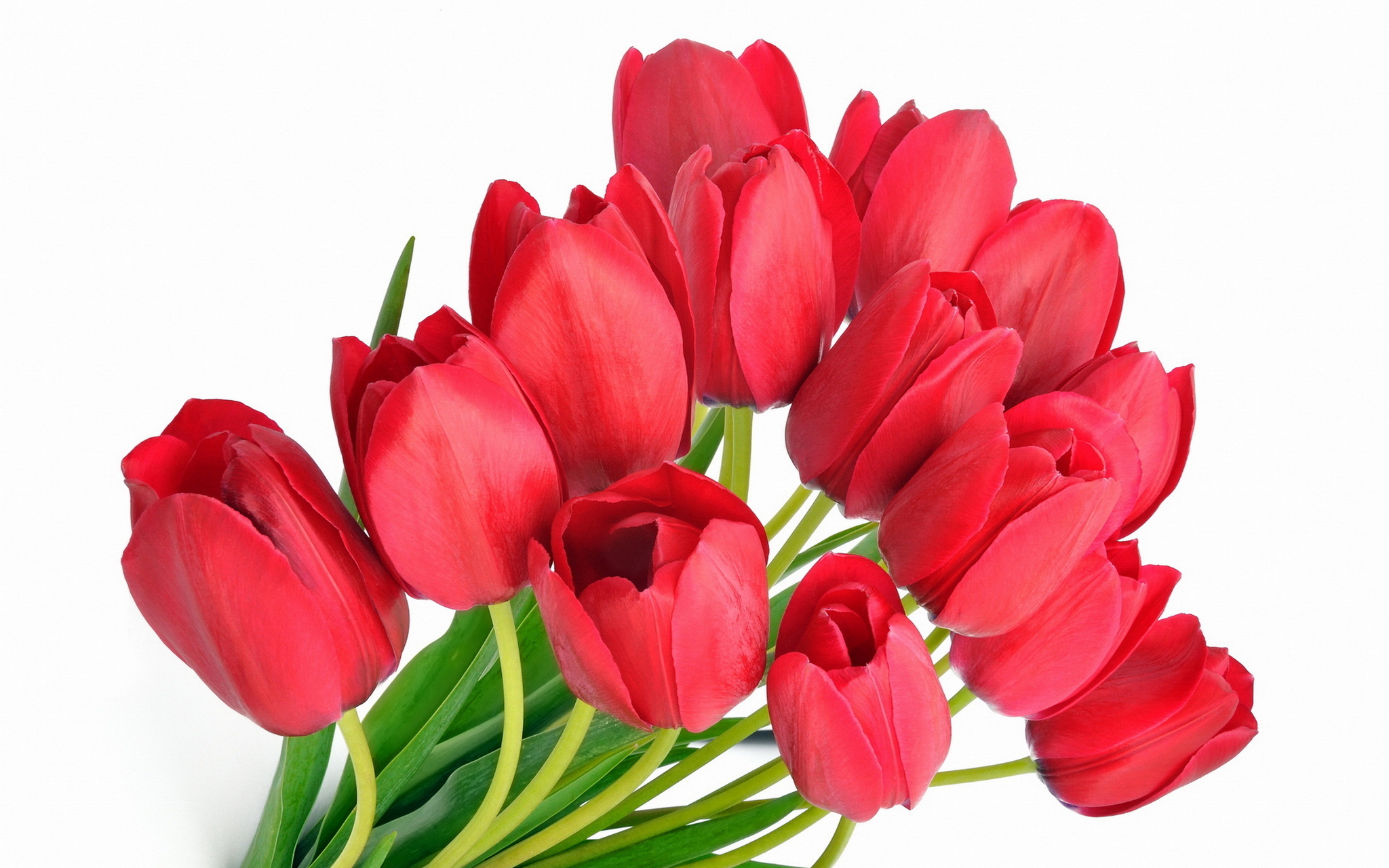 С праздником дорогие женщины картинки. С 8 мартом тюльпаны. Цветы тюльпаны. Красные тюльпаны.