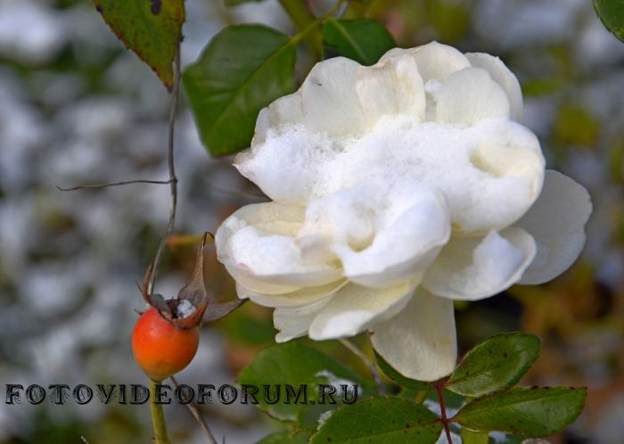 Роза... Белее снега белая...
