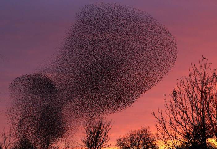 murmuration-3[1].jpg