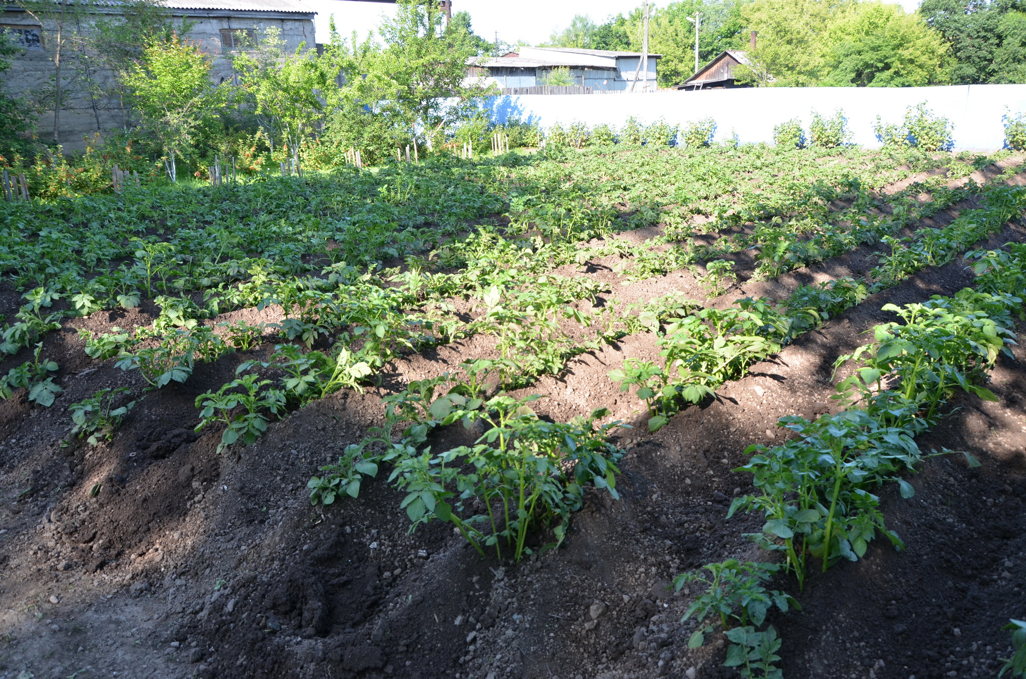 выращивание картофеля в органических коробах