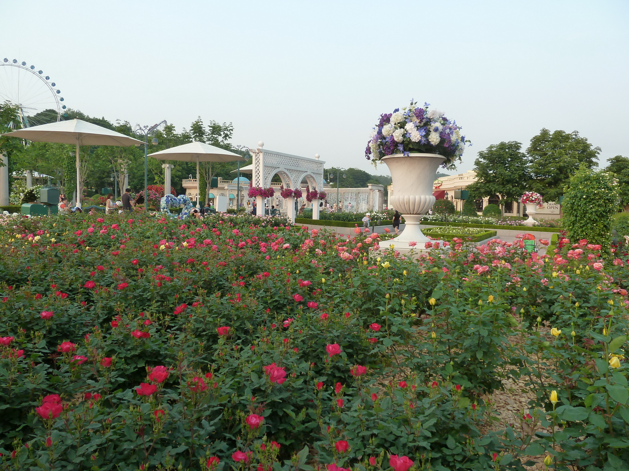 Розы белгород. Сад роз парка Everland. Аллея роз Белгород. Парк роз в Анкаре. Сад роз в Корее.