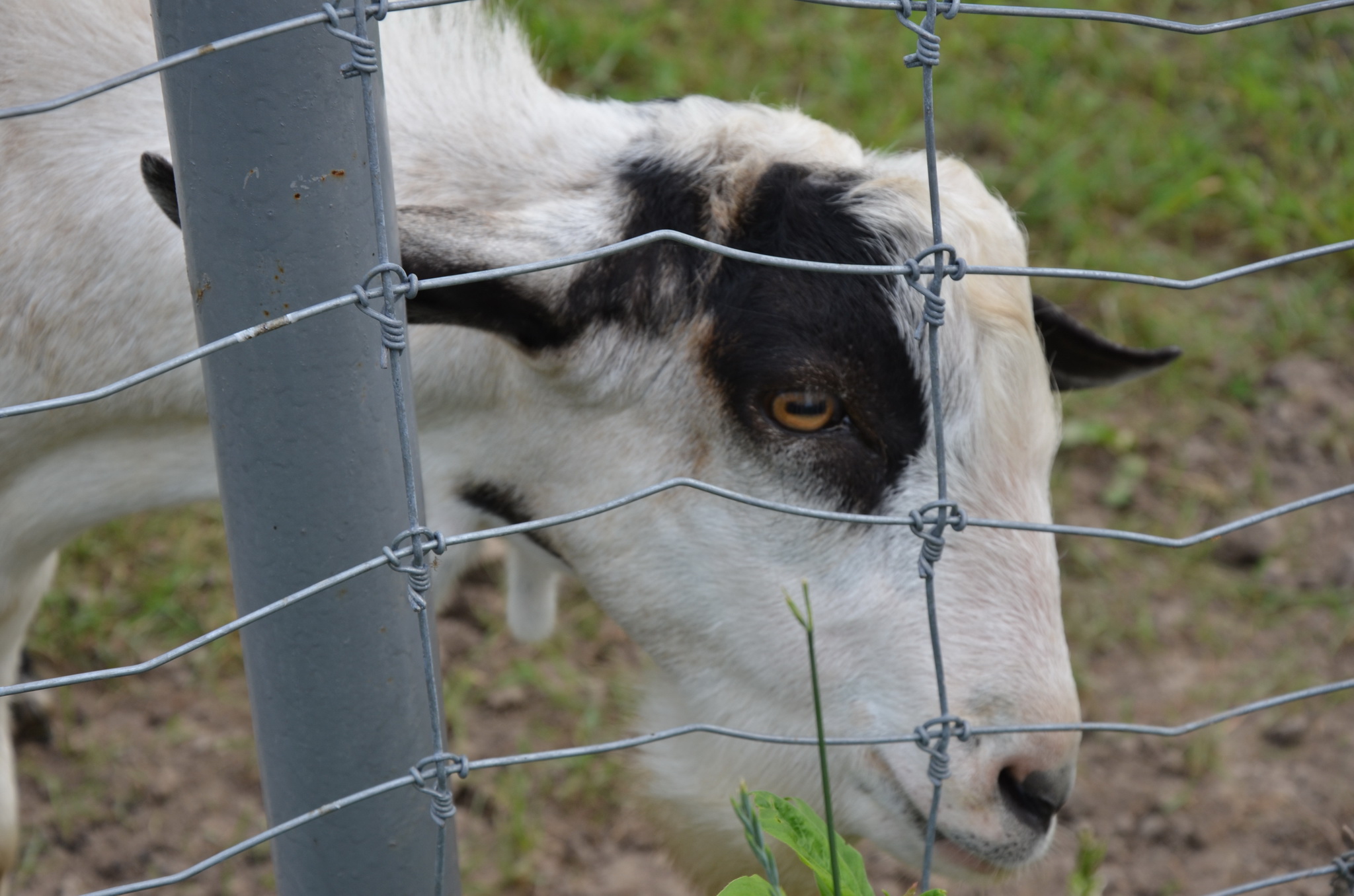 Ошка парк белый. On the other Side of the Fence.