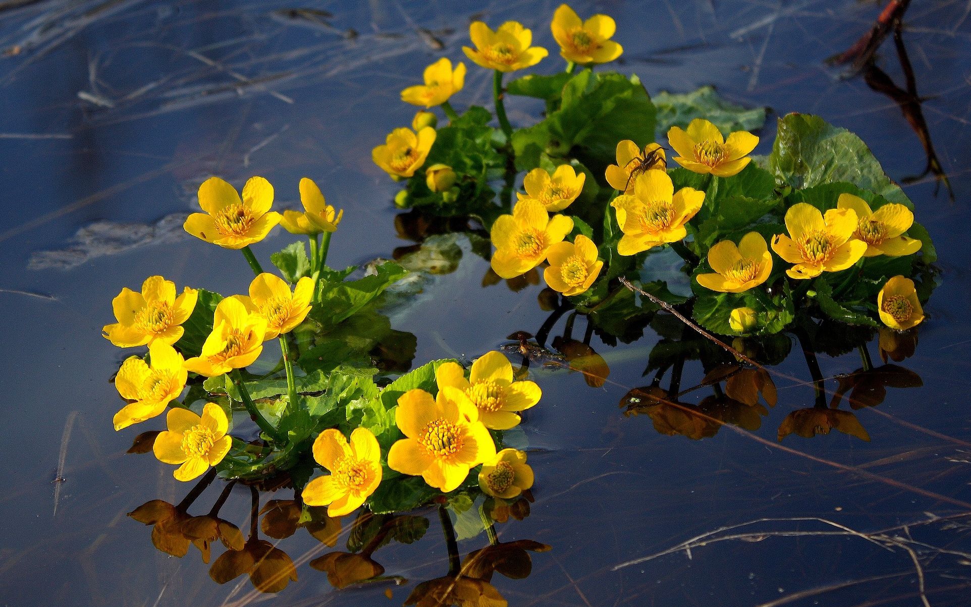 Желтые Цветы На Речке