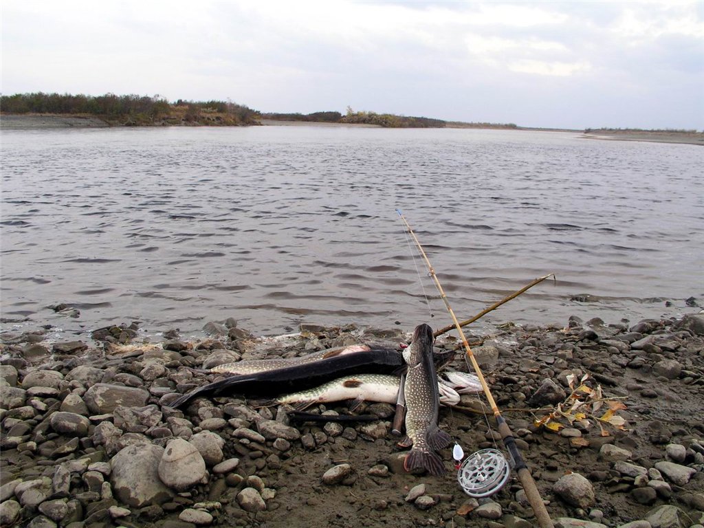 Скафирингус где водится фото