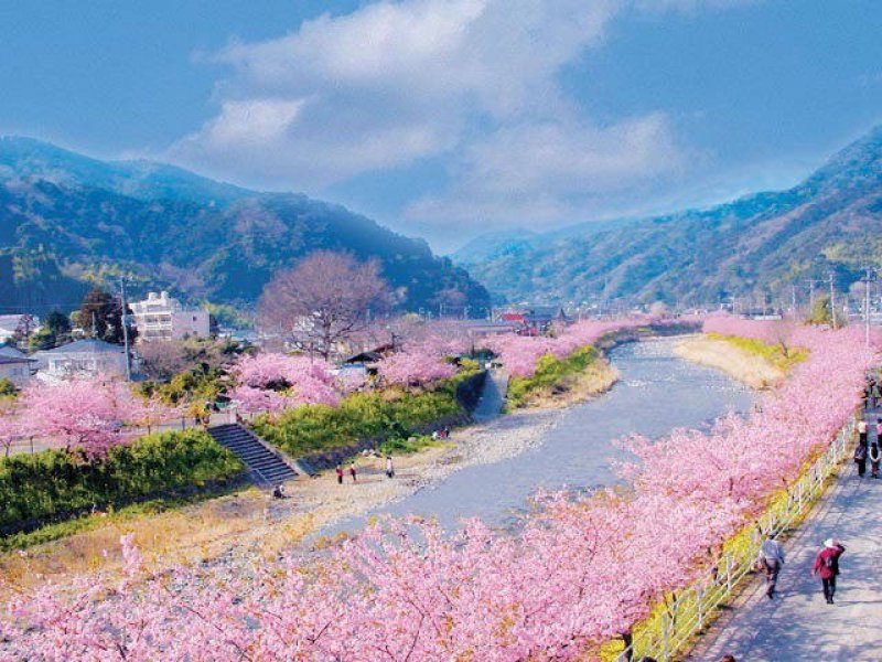 Праздник цветения Сакуры в Японии. В Вильнюсе цветет Сакура. Фестиваль цветущей Сакуры Китай. Сакура в Тбилиси. Село сакуры
