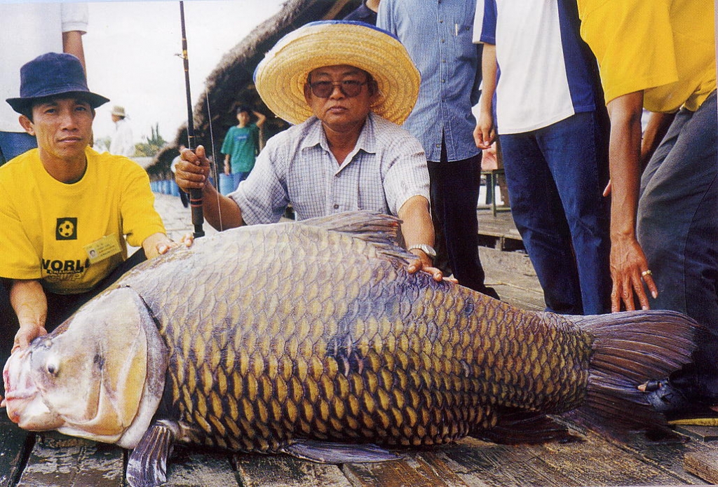 Громадные рыбы. Тайланд Карп сиамский. Сиамский гигантский Карп. Сиамский Карп 120 кг. Гигантский усач Catlocarpio Siamensis.