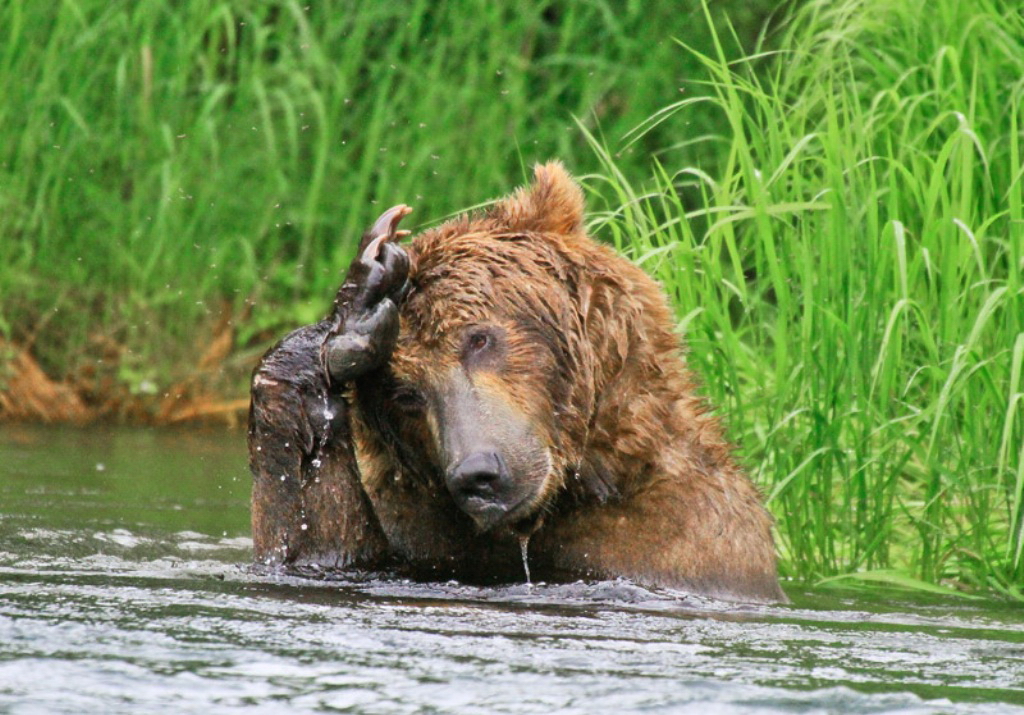 Медведь купается. Медвежонок купается. Медведь плывет. Медведь моется.