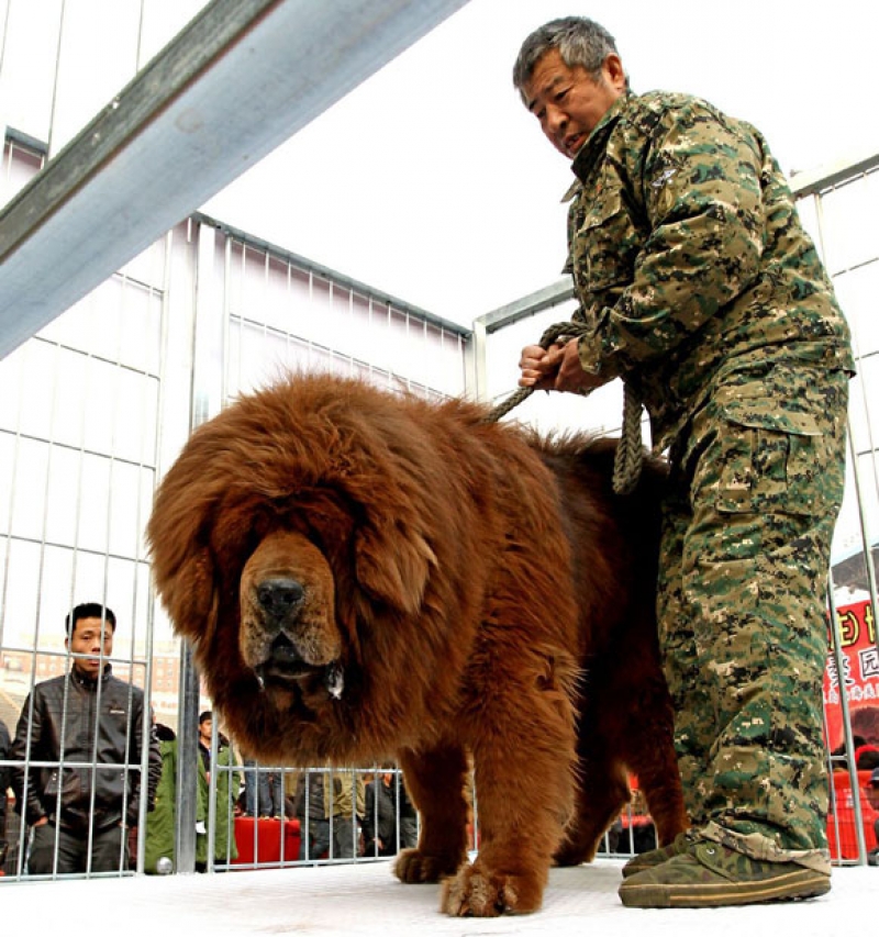 Тибетский мастиф самый большой в мире фото. Тибетский мастиф. Тибетский мастиф большой. Китайский тибетский мастиф. Собаки породы тибетский мастиф.