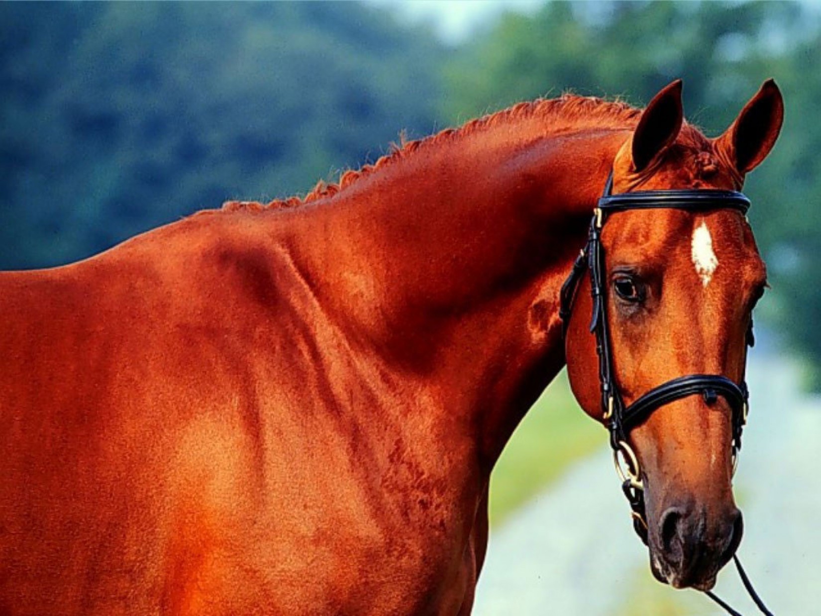 Рыже черная лошадь. Рыжая масть лошади. Конь рыжий. Оранжевый конь. Оранжевая лошадь.