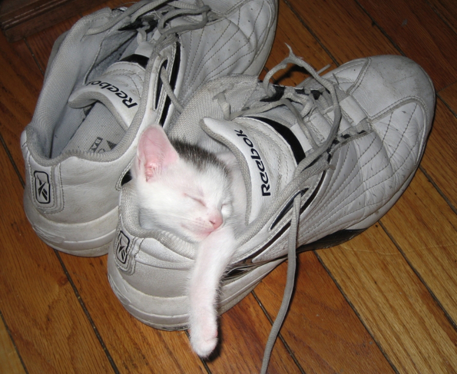 Котенок и ботинок