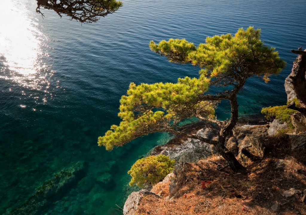 Деревья японского моря. Красота японского моря. Дальневосточное побережье. Находка природа. Пейзажи находка Приморский край.