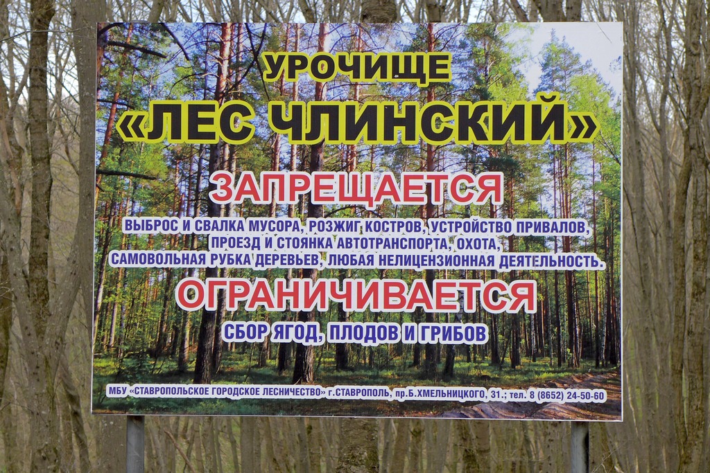 Карта русский лес