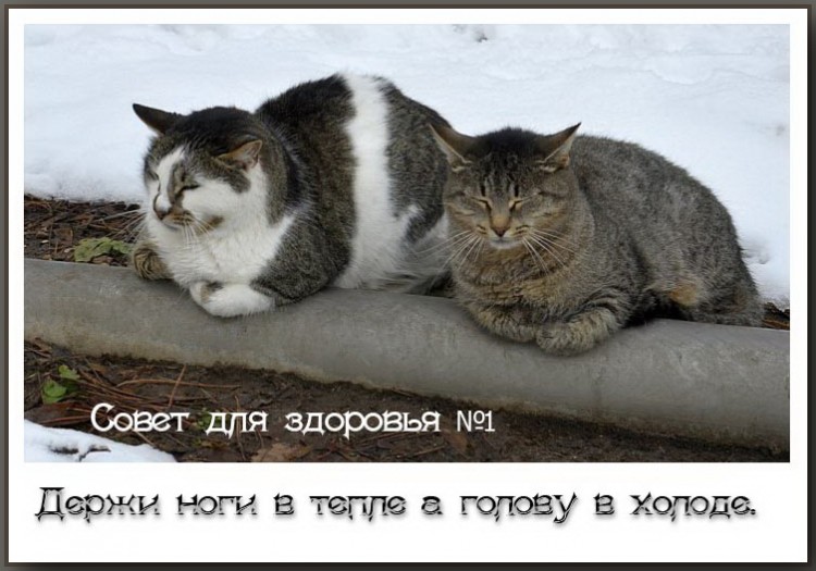 коты на трубе.jpg