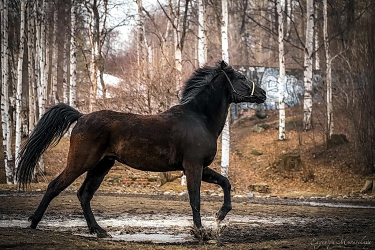 Г лошадь. Лошадки домашние черная. Дургун.