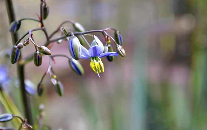 Анонс Зеркалки Nikon D3100 2010 год - 100-flower