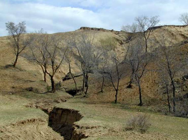 Бохайское царство (698-926 гг. н. э.) Кировский район - ulmus_pumila[1]