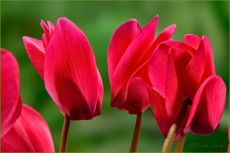 Эти красивые и прекрасные Цветы. № 03 - Hogueritas-450-SD