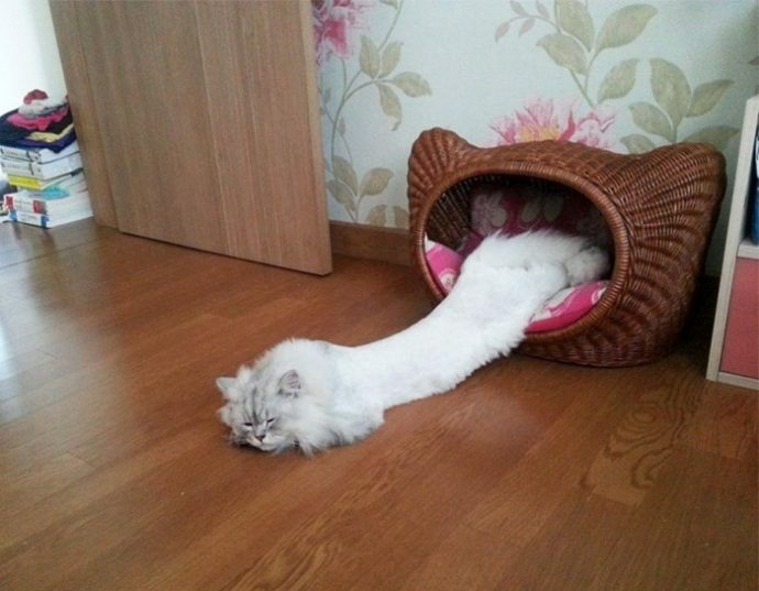 Где искать пропавшего кота или как найти необходимое? - funny-liquid-cats-if-it-fits-i-sits-111-5aa7d82ed20cb__700-690x537[1]