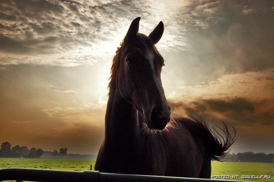 Лошади. Они такие красивые и гордые № 01 - 1246987236_flickr-photo-download-horse-at-sunset-37