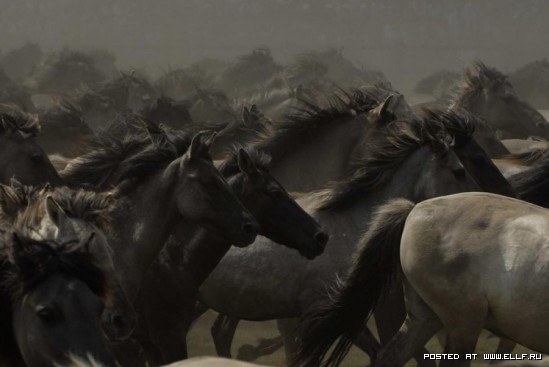 Лошади. Они такие красивые и гордые № 01 - 1246987329_wild-horses-by-j-simin-uploaded-by-poppy-category