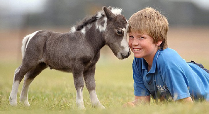 Лошади. Они такие красивые и гордые № 02 - tiny-horses-12__605[1]