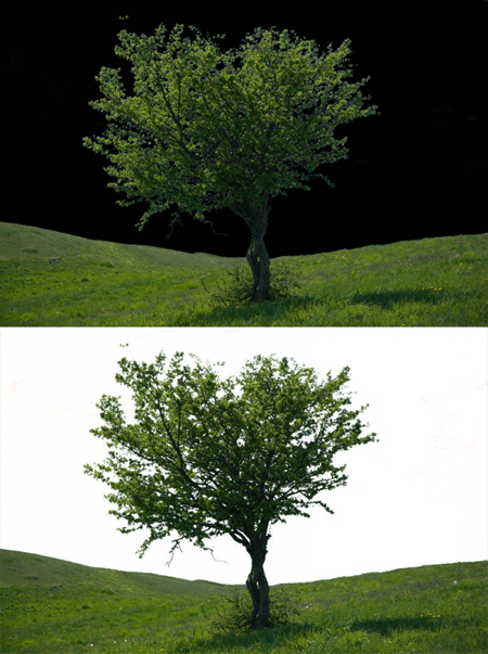 Маска дерева за 3 минуты в Photoshop-е - 2aette9[1]