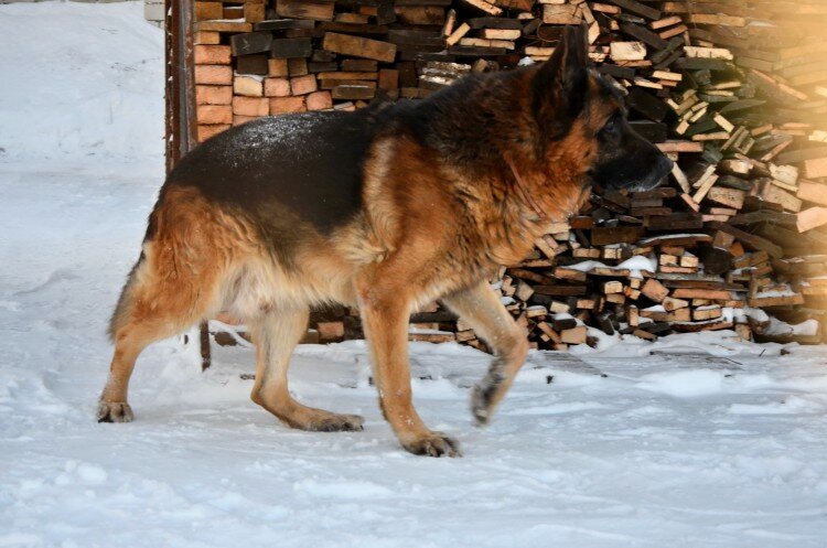 Ушел из жизни настоящий друг, наш пес Райс. Статья 19 - f1d72fb89a