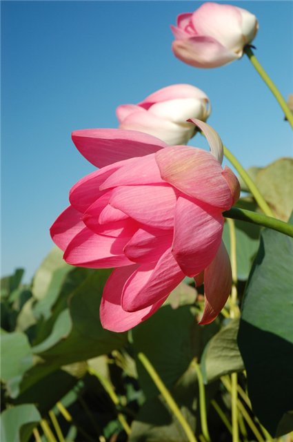 В дельте Волги с июля по сентябрь цветёт лотос - 25b54c2b61