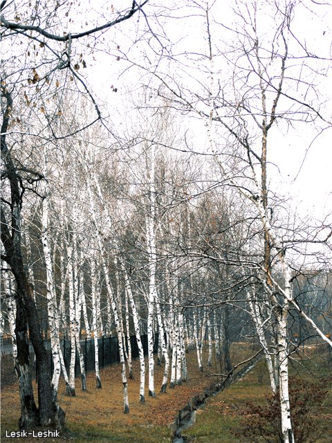 В дремучем лесу фотографы водятся - ddfe24ff22