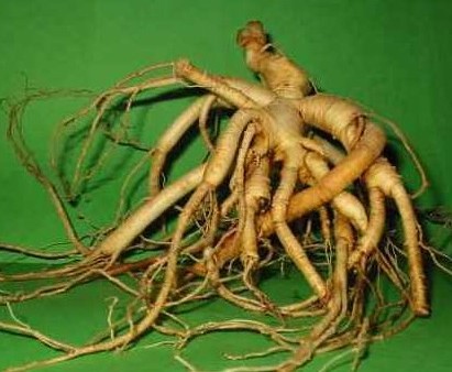 Женьшень. Корень жизни. Где, как и когда - 60_ginseng