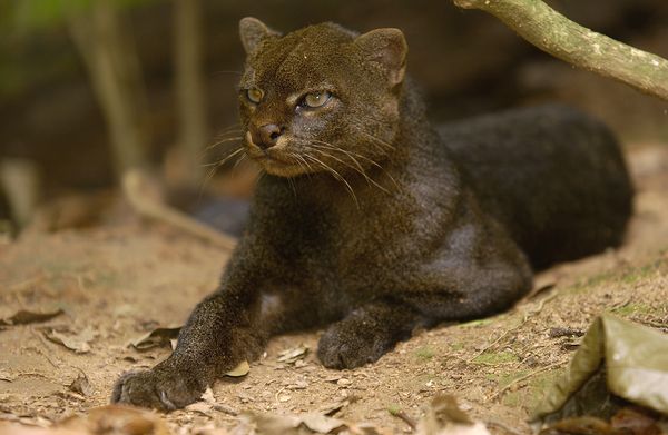 Знаете ли вы про это хоть что-то? Тема № 02 - cat-jaguarundi-nationalgeo[1]