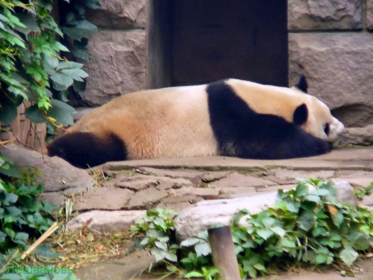 2007 год Китай Пекин Beijing Zoo Пекинский зоопарк - 2007.06.20 Зоопарк 006.JPG