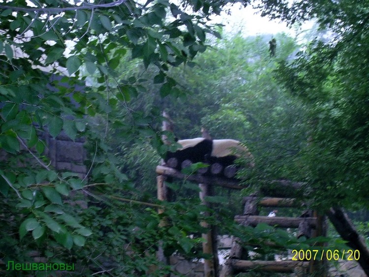 2007 год Китай Пекин Beijing Zoo Пекинский зоопарк - 2007.06.20 Зоопарк 007.JPG