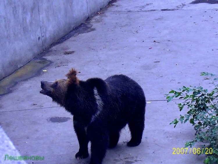 2007 год Китай Пекин Beijing Zoo Пекинский зоопарк - 2007.06.20 Зоопарк 027.JPG